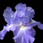 Profile picture of Amy Li